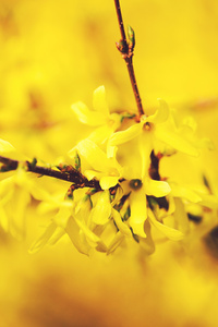 One More Spring (750x1334) Resolution Wallpaper