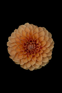 Orange Dahlia Flower (750x1334) Resolution Wallpaper