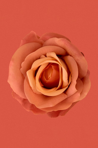 640x1136 Orange Flower 8k