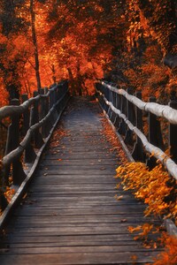 Orange Leaves Bridge