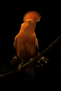Orange Parrot Dark Oled (1080x2160) Resolution Wallpaper