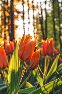 1080x2160 Orange Tulips Hd