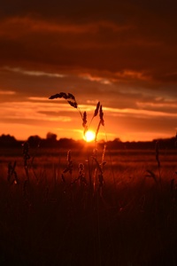 Orange Wheat Field Sunset 5k (1125x2436) Resolution Wallpaper