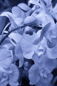 1242x2688 Orchid Flowers