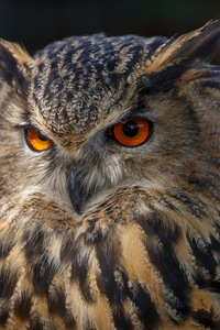 Owl 4k