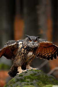 640x1136 Owl Bird Of Prey 4k