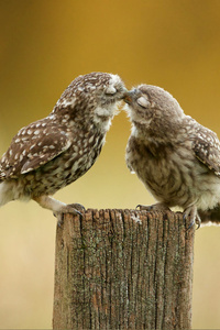 Owl Couple