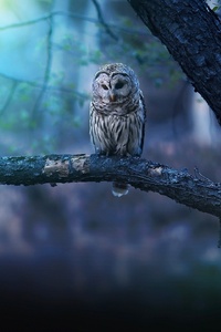 Owl Nature Forest