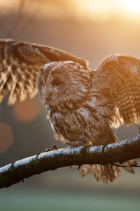 Owl Sitting On Branch