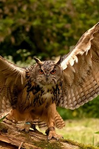 1440x2960 Owl Wings