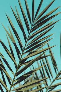 Palm Leaves Sunlight Day Green Leaves (480x854) Resolution Wallpaper