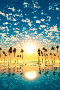 480x800 Palm Trees Reflection Sunset