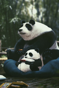 Panda With Son Enjoying Video Games (240x320) Resolution Wallpaper