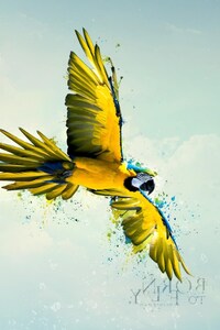 Parrot Art (240x400) Resolution Wallpaper