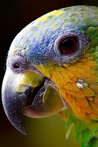 Parrot Colorful 4k