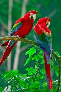 1080x2160 Parrots Paradise