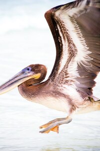 320x568 Pelican Water Bird
