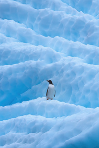Penguin In Antarctica (1080x1920) Resolution Wallpaper