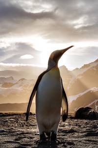 Penguin Looking Out 5k (1080x2160) Resolution Wallpaper