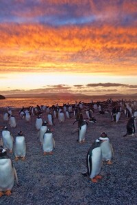 Penguins Colony
