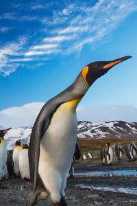Penguins Following Leader