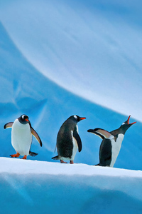 1080x2160 Penguins In Antarctica 5k