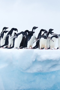 480x800 Penguins In Antarctica