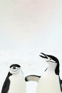 Penguins In Snow 5k (1080x2160) Resolution Wallpaper