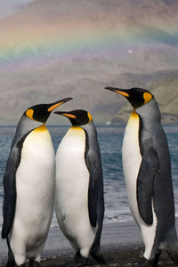 640x1136 Penguins