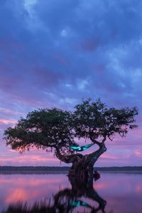 Person Camping In A Cypress Tree (320x568) Resolution Wallpaper