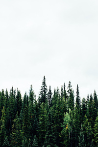 1280x2120 Pine Trees Forest 5k