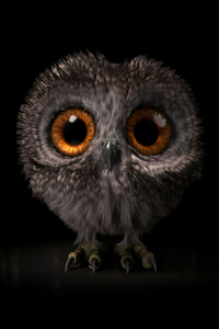 1080x2160 Pinfeather Fluffy Owl 4k