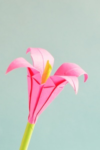 Pink 4 Petaled Flower