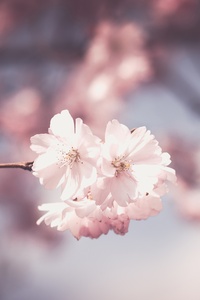 Pink Flower Tree Bloom Spring (640x1136) Resolution Wallpaper