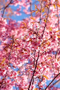 240x320 Pink Flowers Blossom Season Background 4k