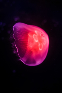1440x2960 Pink Jellyfish Dark 8k