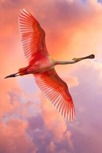 Pink Pelicans (320x480) Resolution Wallpaper