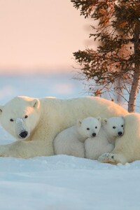Polar Bear With Baby (640x1136) Resolution Wallpaper