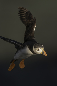 320x480 Puffin Flying 5k