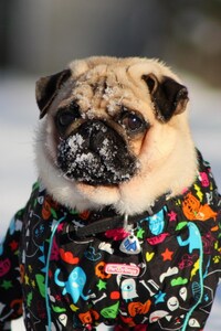 Pug In Snow