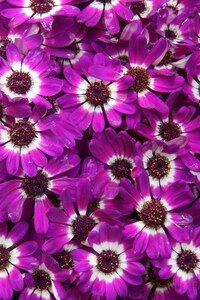 Purple Cineraria Flowers