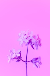 Purple Flower 5k (480x800) Resolution Wallpaper