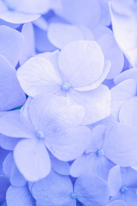 640x1136 Purple Flowers Minimal 4k