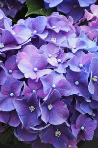 Purple Flowers Violet Blossom