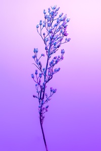 Purple Petal Sky With Stem (1080x1920) Resolution Wallpaper