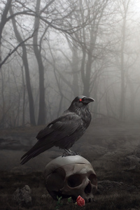 480x854 Raven Bird 5k
