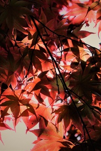 Red Autumn Season Leaves