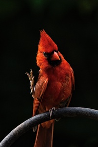 Red Bird Feathers (640x960) Resolution Wallpaper