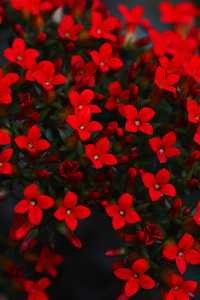 Red Blooming Flowers (1080x2160) Resolution Wallpaper