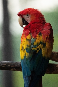 Red Blue And Yellow Macaw Bird 5k (640x1136) Resolution Wallpaper